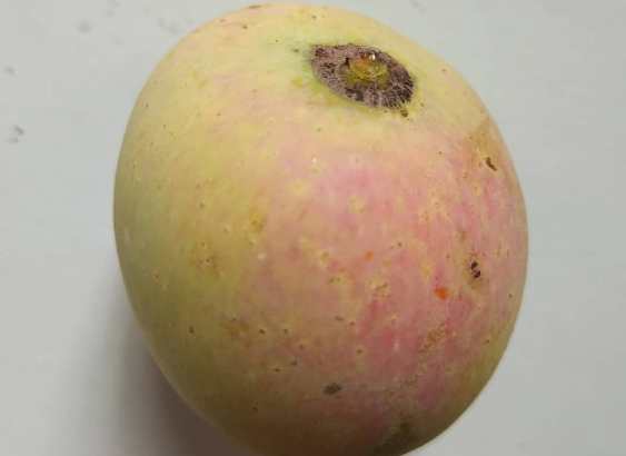 Shori Aam