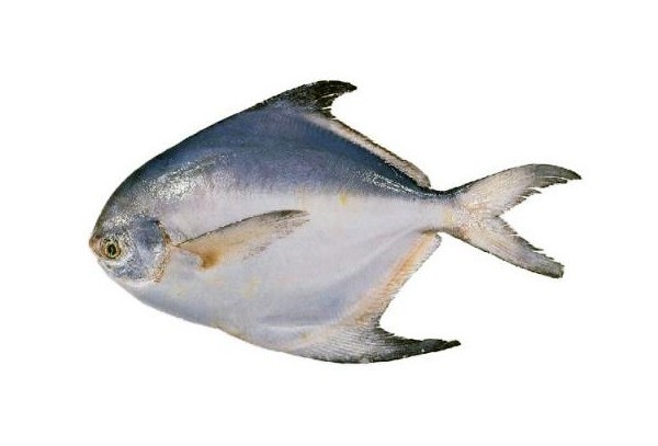 Pomfret Fish (good size)