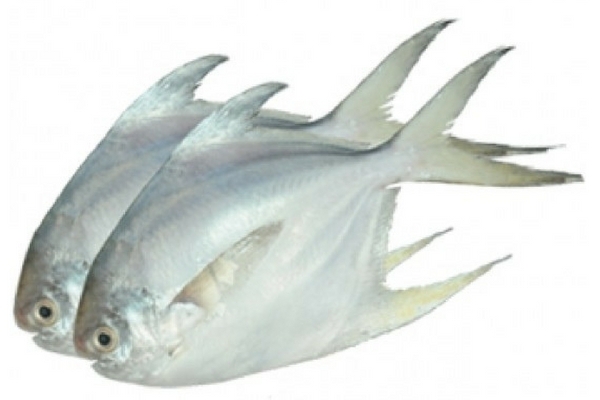 Pomfret Fish (medium size)