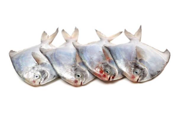 Pomfret Fish (medium size)