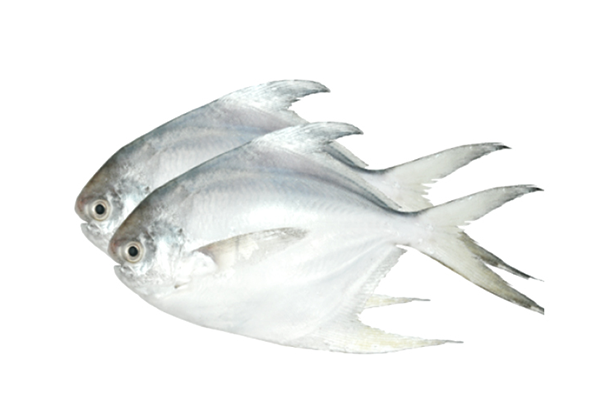 Pomfret Fish (medium size)