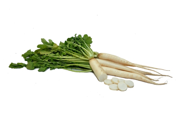 White Radish / Sada mula