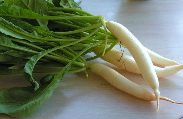 White Radish / Sada mula