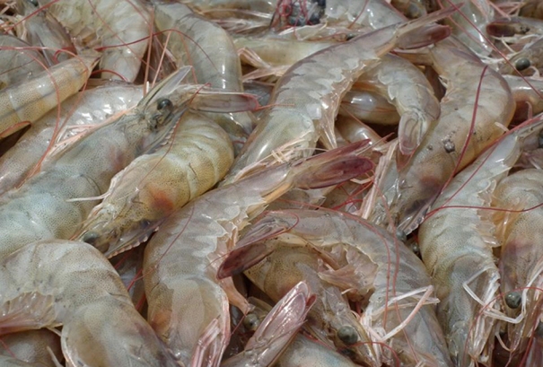 Medium Size Chingri / Prawn