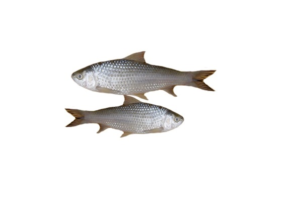 Bata Maach/Fish - Medium 