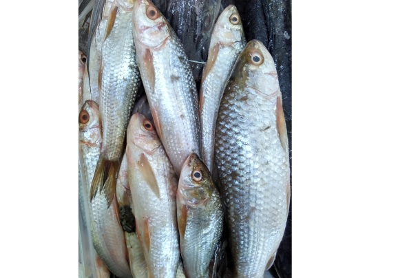Bata Maach/Fish - Medium 