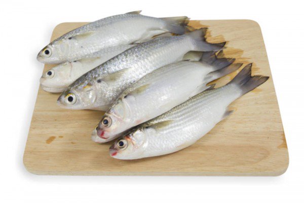 Parse Bata Fish - Medium 