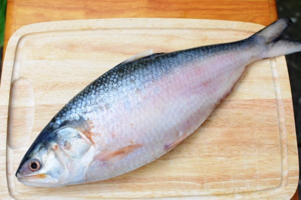 Regular Size Ilish / Hilsa