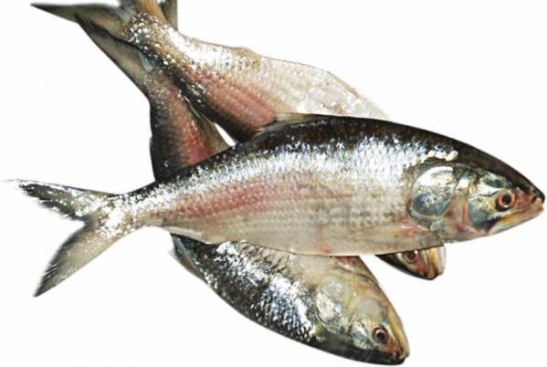 Regular Size Ilish / Hilsa